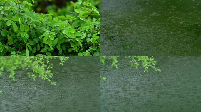 春雨 雨滴 绿植