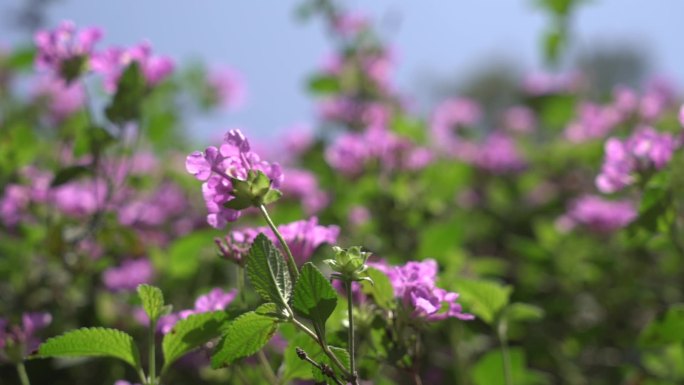 春天，烂漫的野花