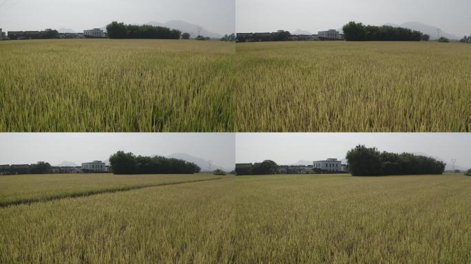 4k航拍乡村金秋田野金黄稻田稻谷随风飘动