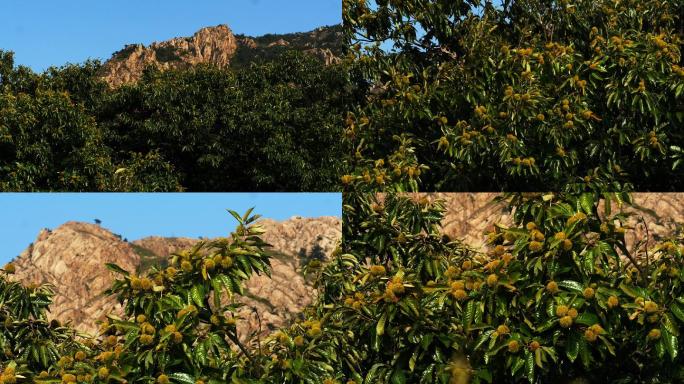 板栗 毛栗 风栗 山中的板栗树 野生板栗