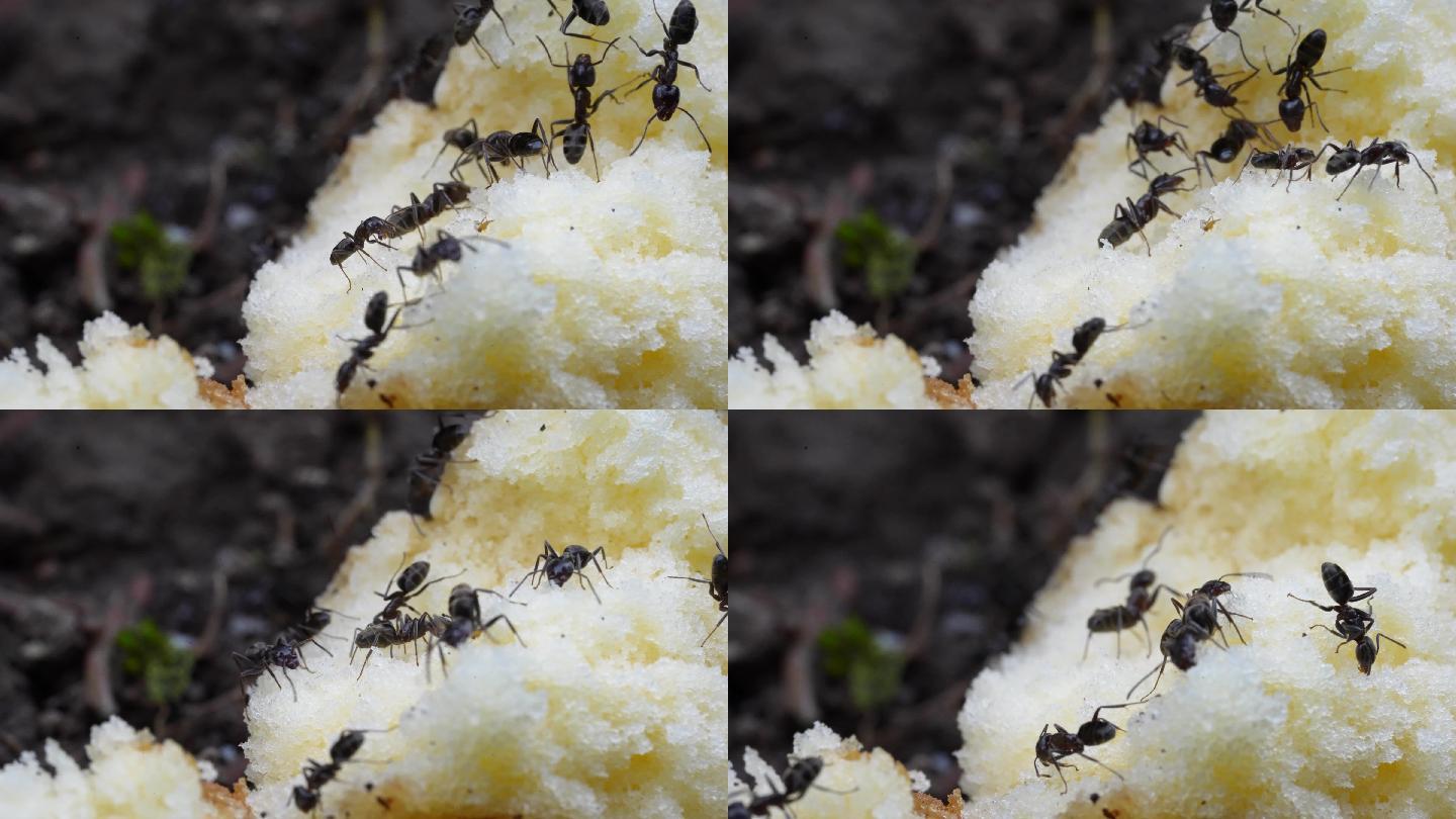 【4K原创】蚂蚁啃食面包5