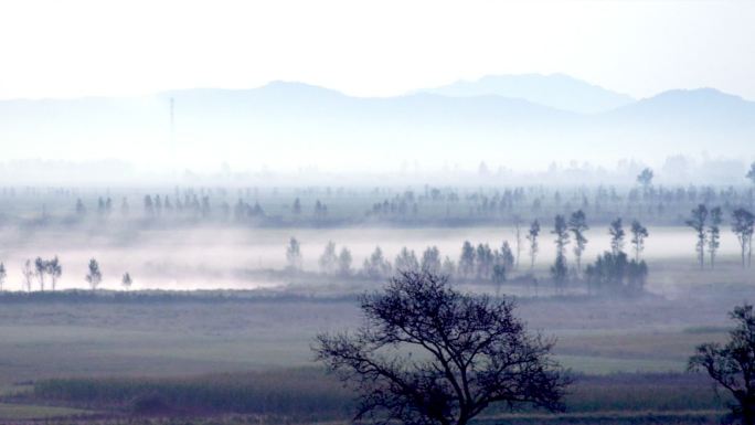 树木树林薄雾雾气朦胧荒凉