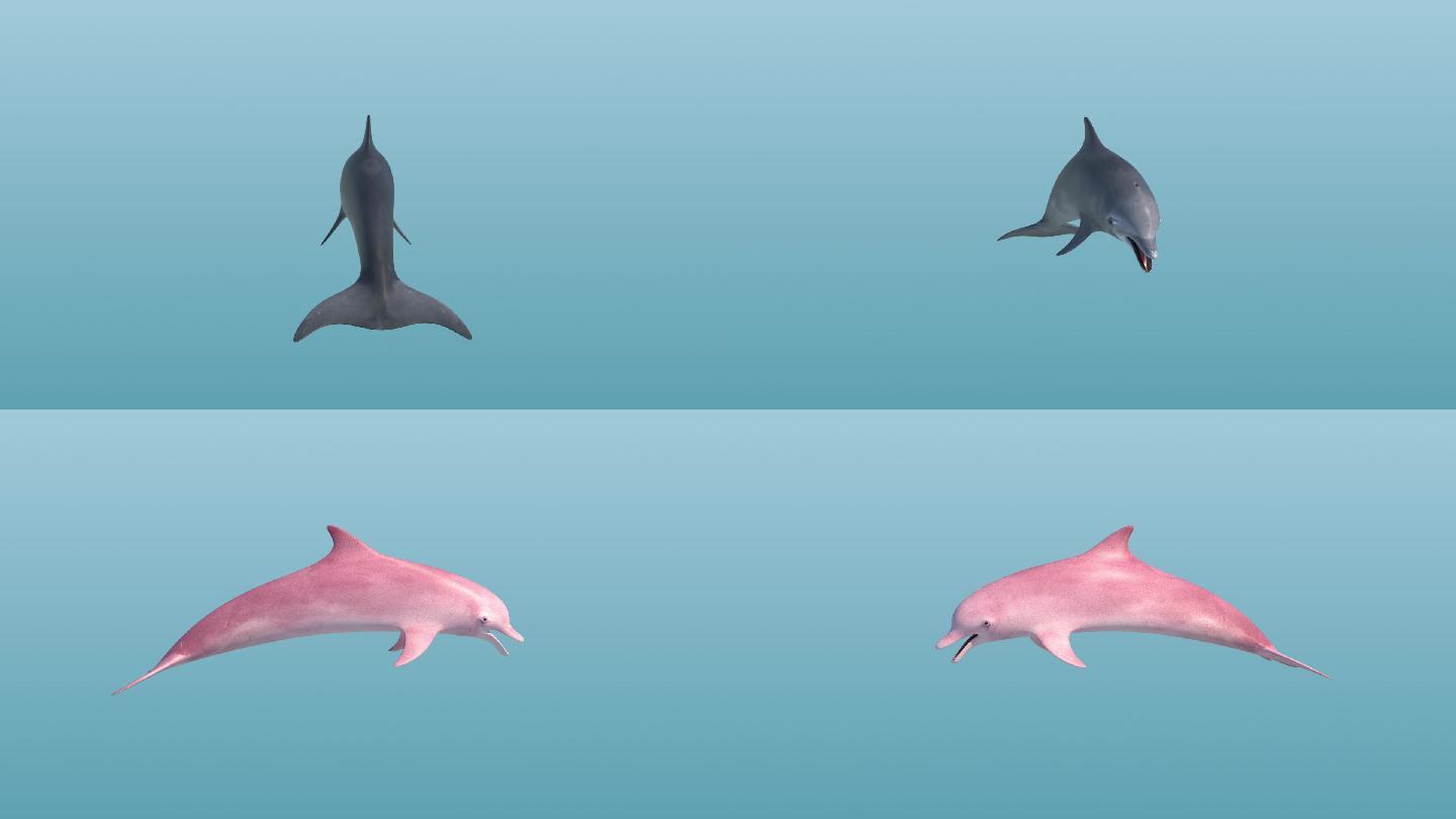 三维海豚模型含动画绑定设置