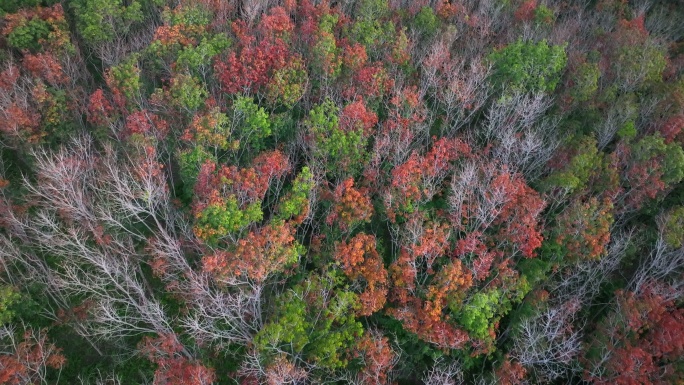 秋天橡胶树变色为红叶的场景