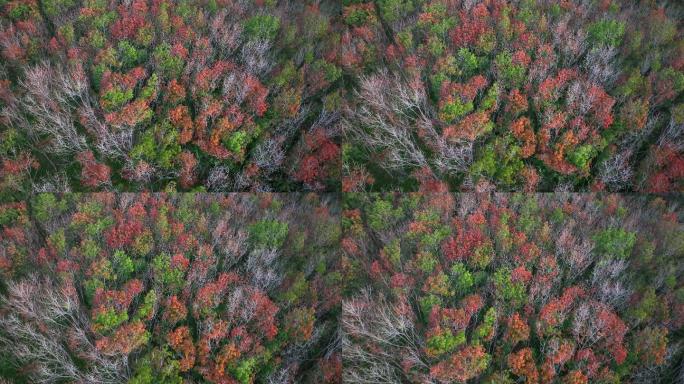 秋天橡胶树变色为红叶的场景