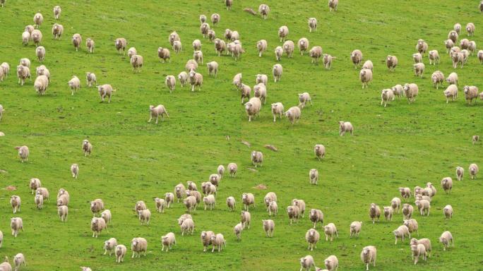 中国甘肃省武威市天祝县草原上的羊群