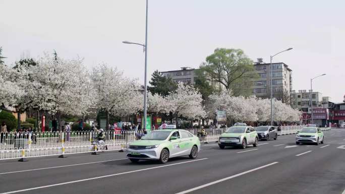 广场上的白色樱花和旁边的街道