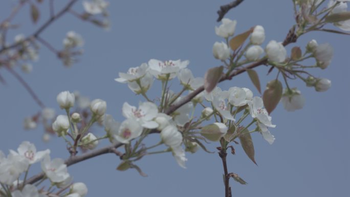 梨花 梨花树 梨花园 游人