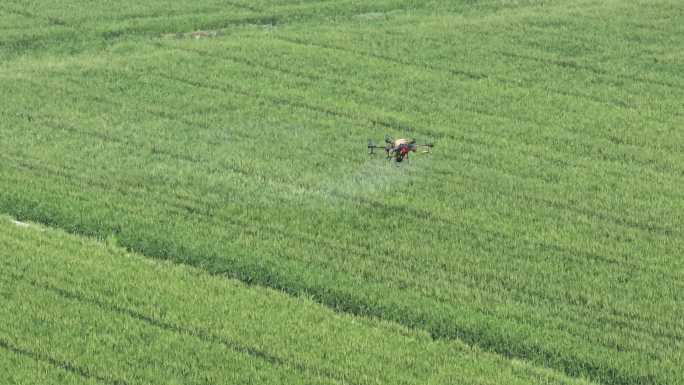 一架农业无人机植保机正在麦田喷药