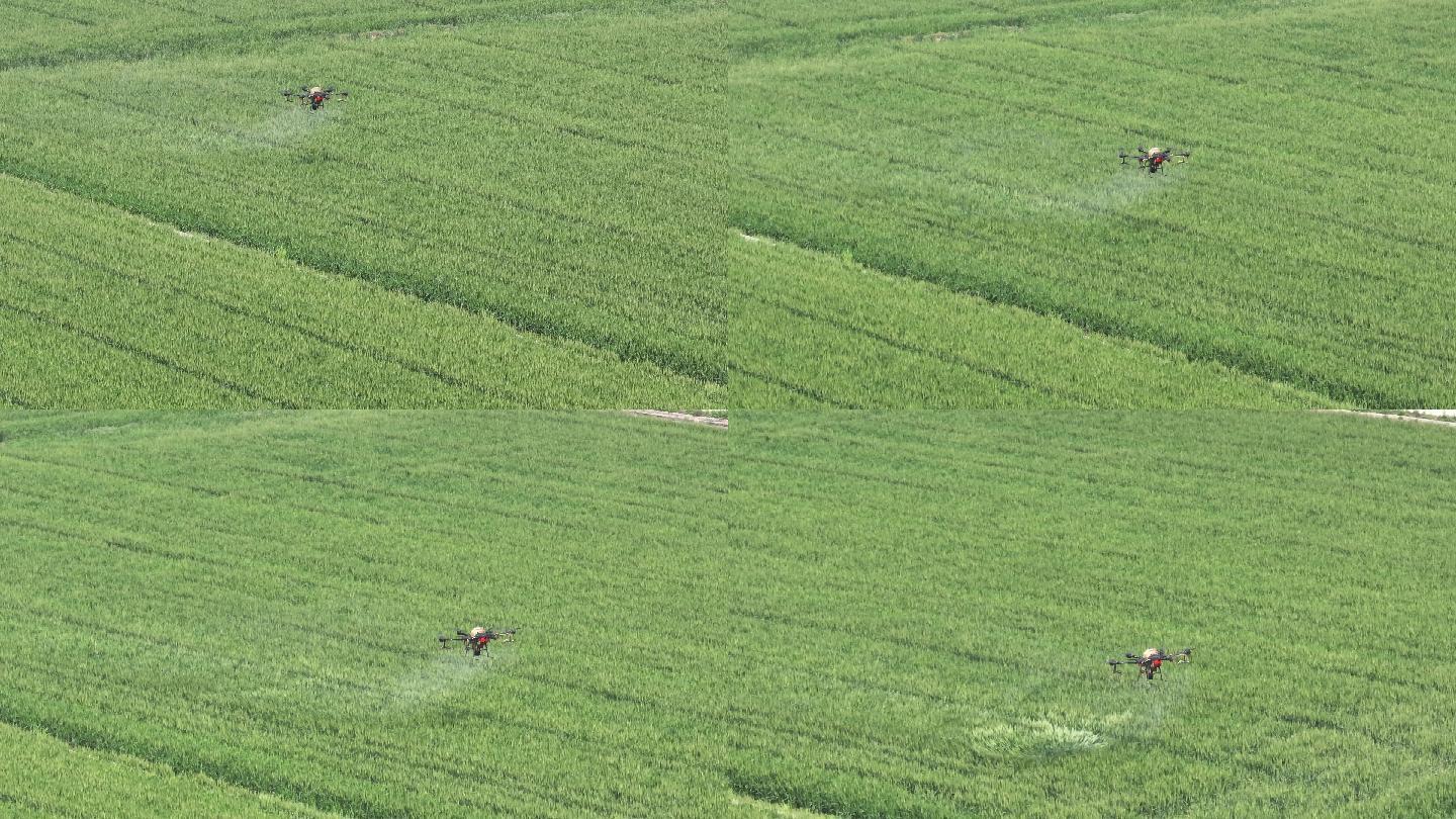一架农业无人机植保机正在麦田喷药