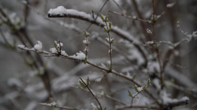 大雪覆盖的嫩芽