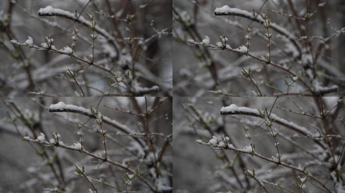 大雪覆盖的嫩芽