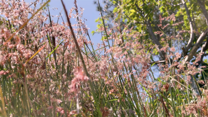 4k 春日 植物光影 草地 花丛 草坪