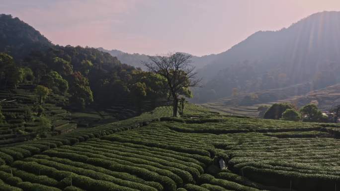 浙江杭州梅家坞梅家坞景区龙井茶园航拍4