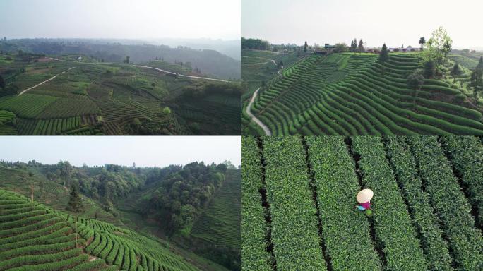 四川雅安万亩茶园5.4k航拍