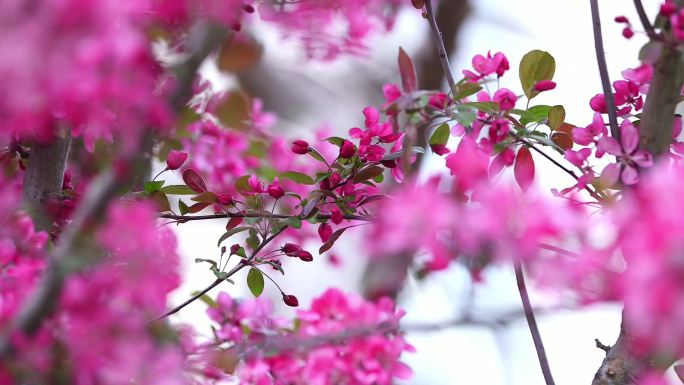 花 红花 花苞 春天 花苞