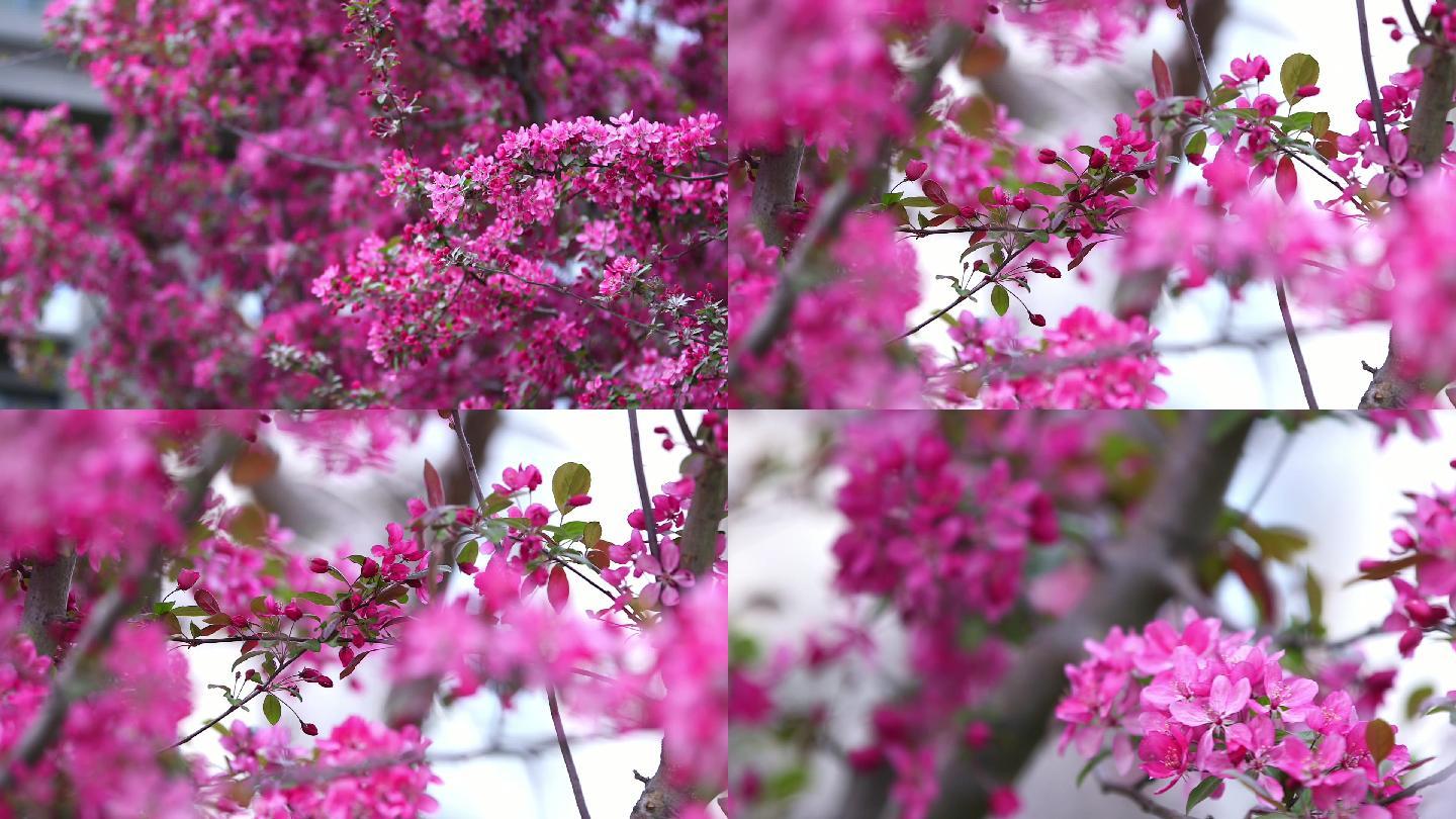 花 红花 花苞 春天 花苞