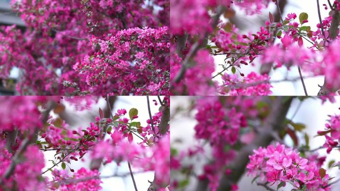 花 红花 花苞 春天 花苞