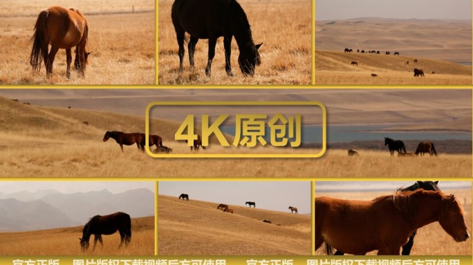 新疆 八月 草场马场里的马群在吃草