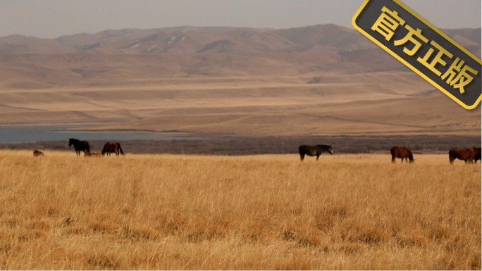 新疆 八月 草场马场里的马群在吃草