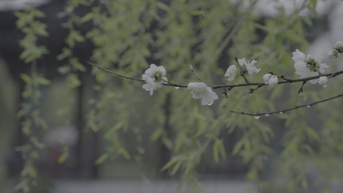 春季雨天公园