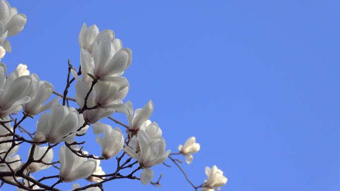 春季风光盛开的白玉兰