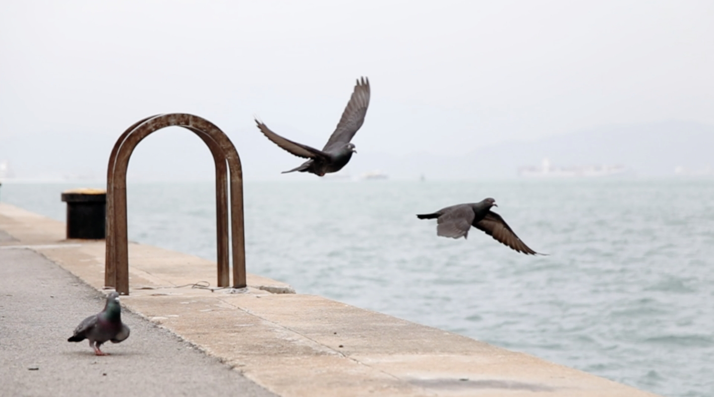 码头 鸽子 和平鸽 慢动作 飞翔 起飞