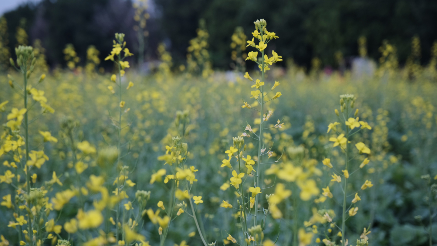 油菜花