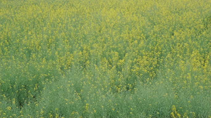 油菜花