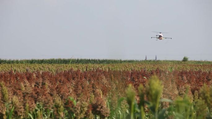 无人机喷散农药高粱机洒农药现代农业科技