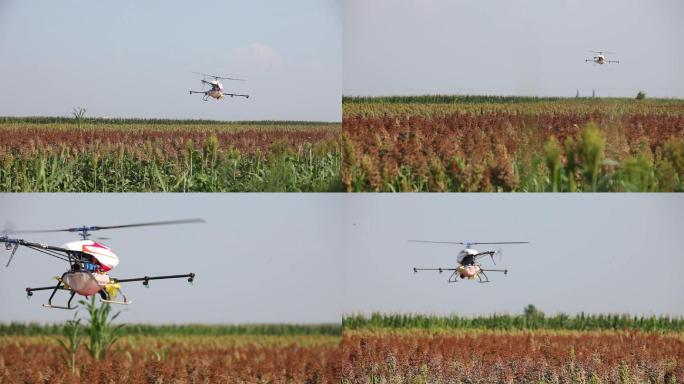 无人机喷散农药高粱机洒农药现代农业科技