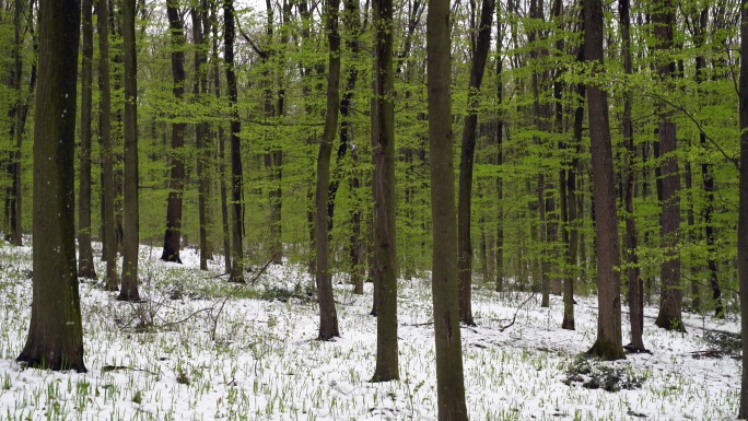 林中飘雪的春天雪地丛林冬天冬季