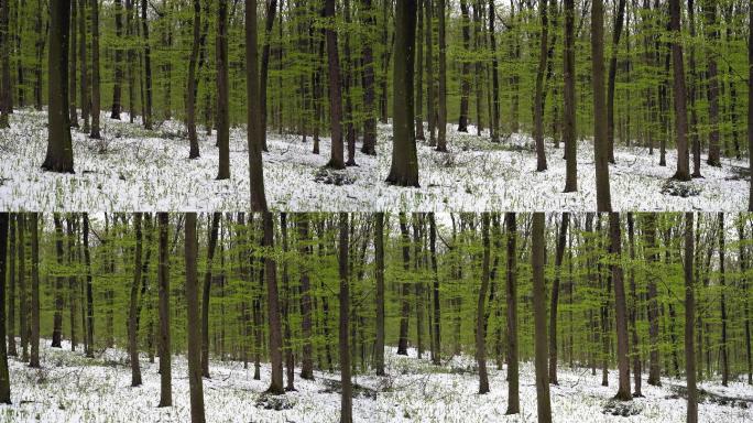 林中飘雪的春天雪地丛林冬天冬季