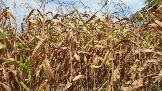 玉米田受到气候变化的影响。