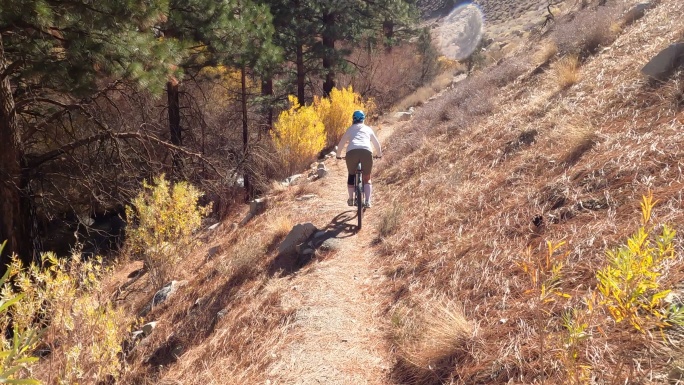 女山地自行车手沿着森林的轨道行驶