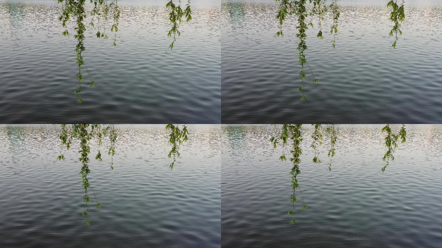 水边春风吹动的柳枝4K视频素材
