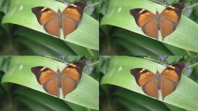 美丽的蝴蝶黄色蛾子拟态特写镜头
