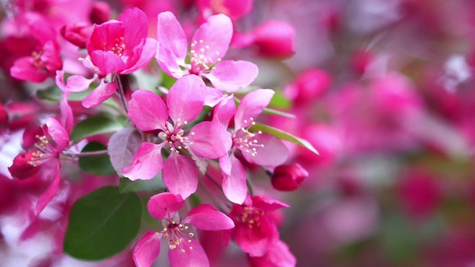 绽放 鲜花 百花齐放 花丛 漂亮的花