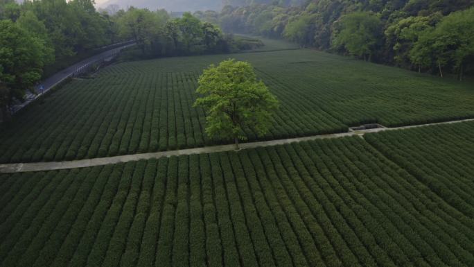 浙江杭州梅家坞龙井茶园4k航拍1