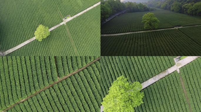 浙江杭州梅家坞龙井茶园4k航拍1