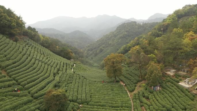 航拍浙江杭州西湖满觉陇村