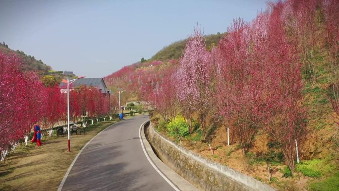 阳春三月桃花朵朵开