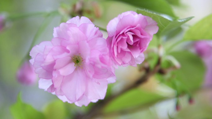 春天 鲜花 樱花 花朵 春暖花开 花开