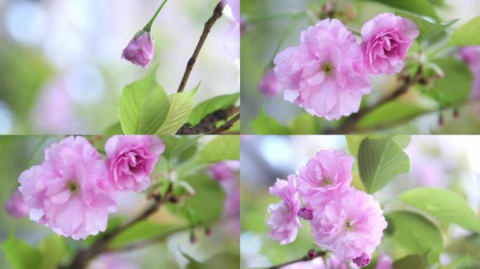 春天 鲜花 樱花 花朵 春暖花开 花开