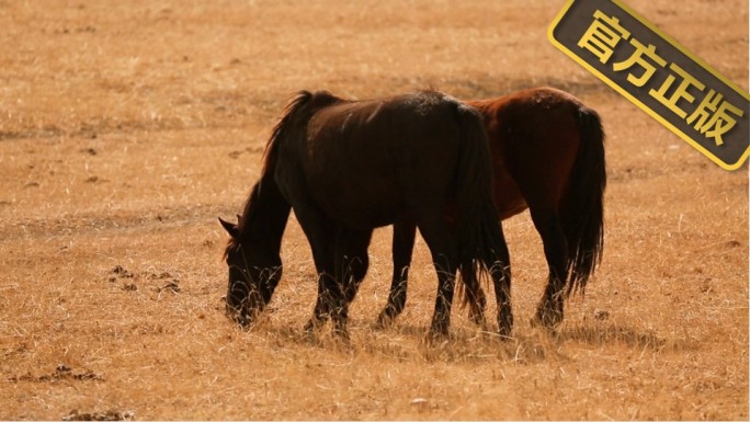 新疆八月牧场草原上的马匹 马场放牧