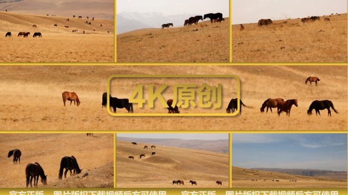 新疆八月牧场草原上的马匹 马场放牧