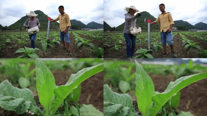 烟农种植烤烟创新施肥技术