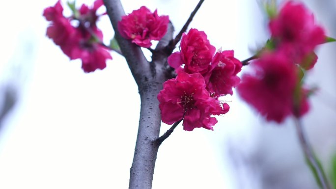 花  花开 唯美 百花齐放 花丛 花朵