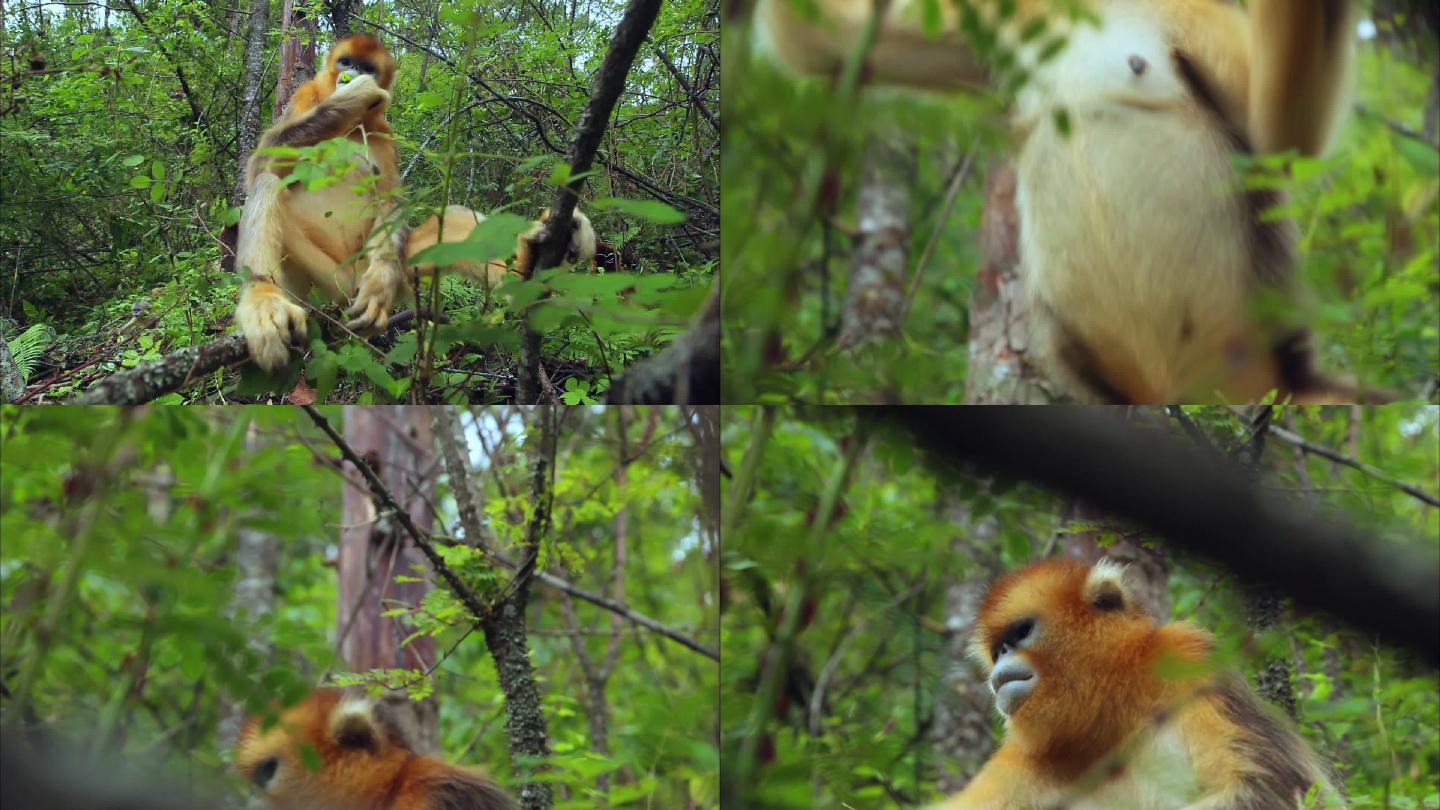 金丝猴吃树叶