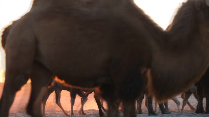 4K夕阳下的骆驼画面唯美